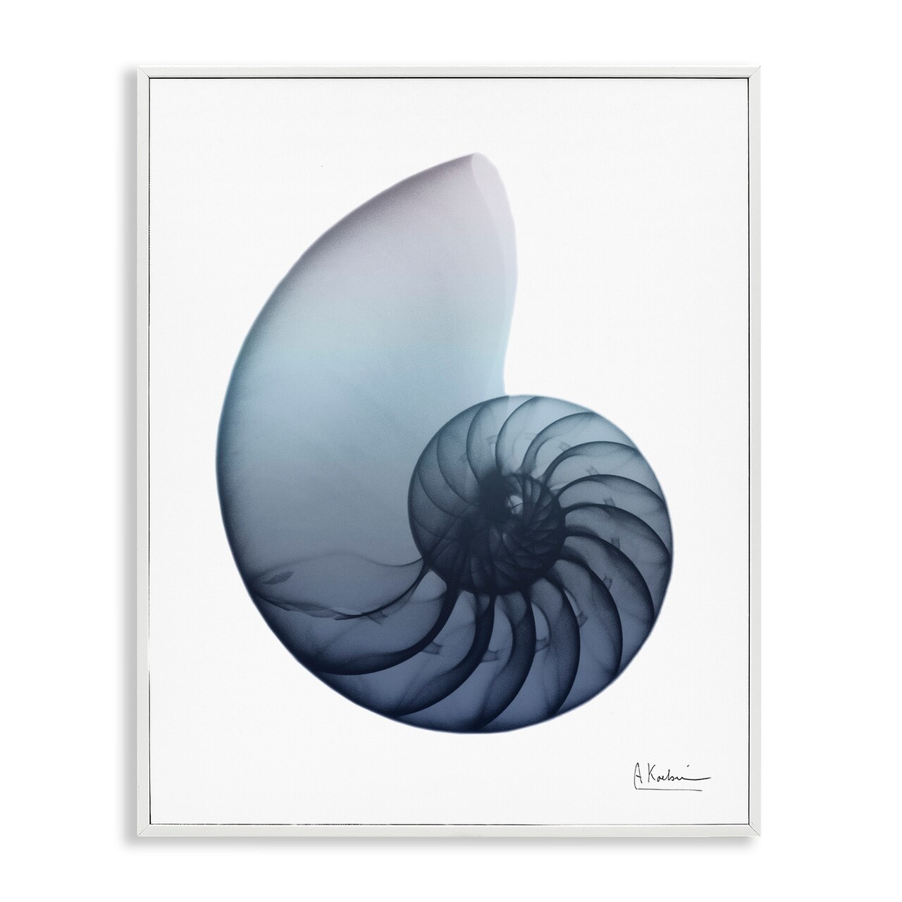 Stupell Industries Contemporary Nautilus Shell Framed Giclee Art